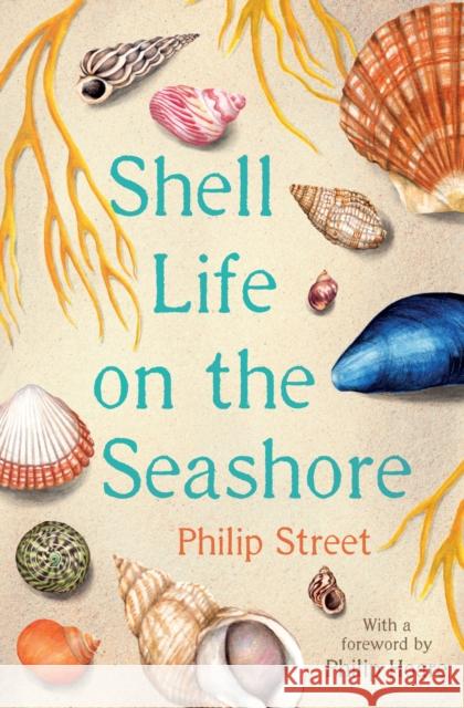Shell Life on the Seashore Philip Street 9780571354450 Faber & Faber