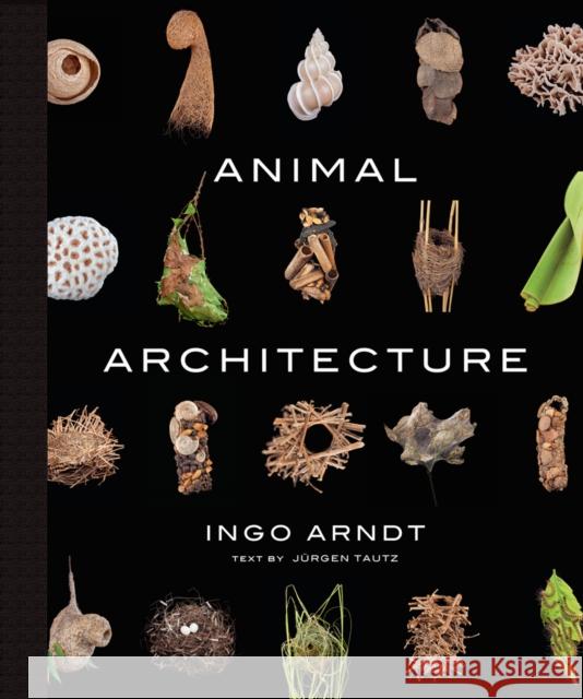Animal Architecture Ingo Arndt Jurgen Tautz Jim Brandenburg 9781419711657 Abrams
