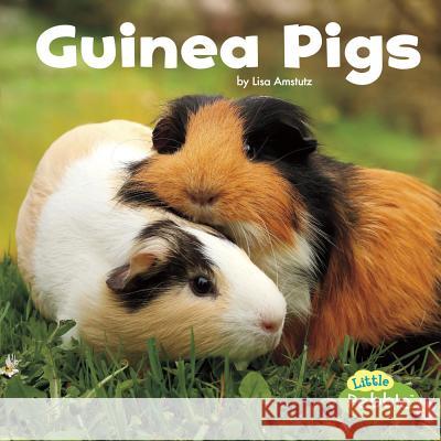 Guinea Pigs Lisa J. Amstutz 9781543501650 Capstone Press
