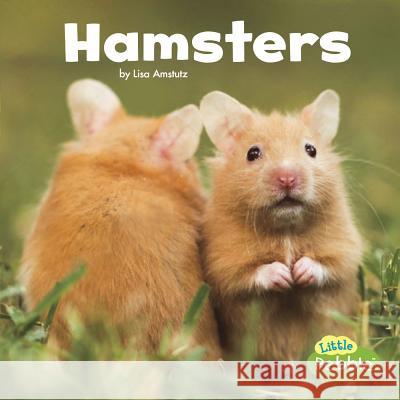 Hamsters Lisa J. Amstutz 9781543501667 Capstone Press