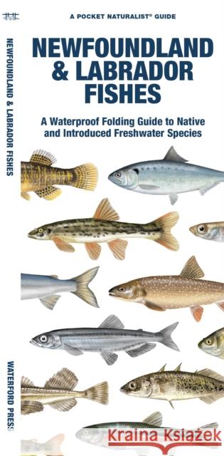 Newfoundland & Labrador Fishes: A Waterproof Folding Guide to Native and Introduced Species Morris, Matthew 9781620056073 Waterford Press