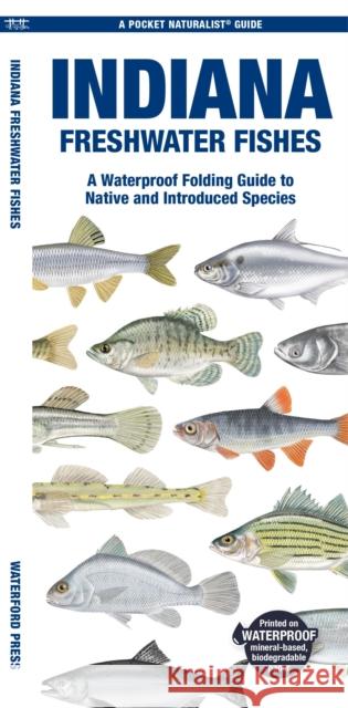Indiana Freshwater Fishes: A Waterproof Folding Guide to Native and Introduced Species Waterford Press 9781620056790 Waterford Press