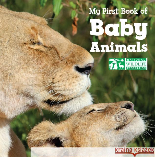 My First Book of Baby Animals (National Wildlife Federation) National Wildlife Federation 9781623540289 Imagine Publishing