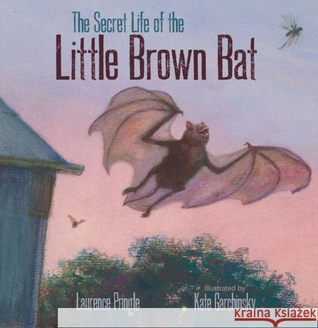 The Secret Life of the Little Brown Bat Laurence Pringle Kate Garchinsky 9781629796017 Boyds Mills Press