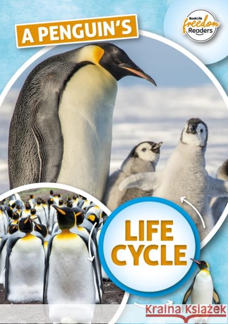 A Penguin's Life Cycle Madeline Tyler 9781801551359 BookLife Publishing