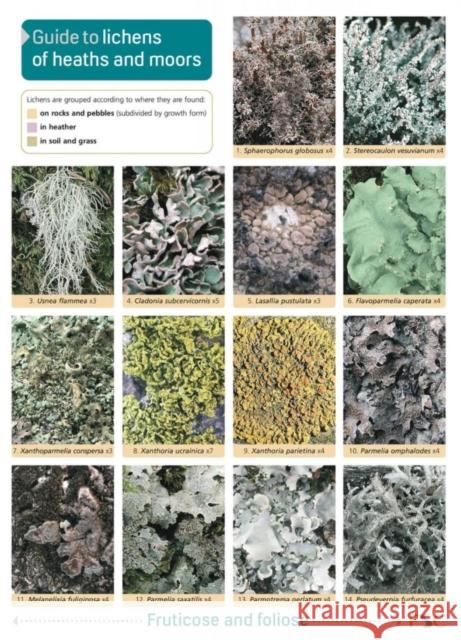 Guide to Lichens of Heaths and Moors Frank Dobson 9781851532391 Field Studies Council