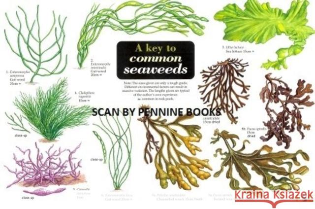 A Key to Common Seaweeds Steve Morrell, Carol Roberts 9781851538683 Field Studies Council