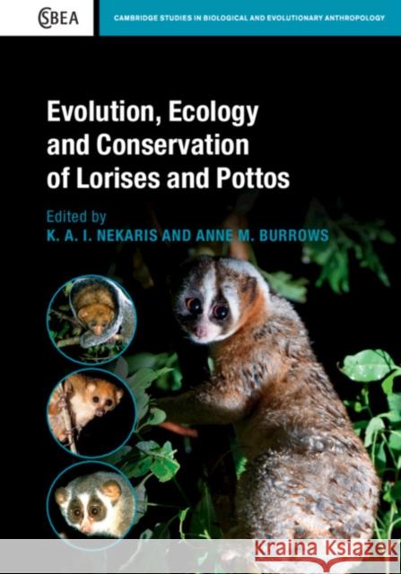Evolution, Ecology and Conservation of Lorises and Pottos K. A. I. Nekaris Anne M. Burrows 9781108429023 Cambridge University Press - książka