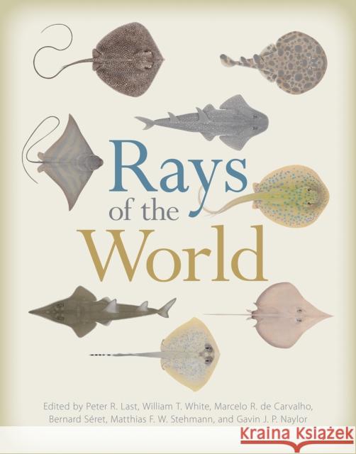 Rays of the World Gavin J. P. Naylor Marcelo R. D Peter R. Last 9781501705328 Comstock Publishing - książka
